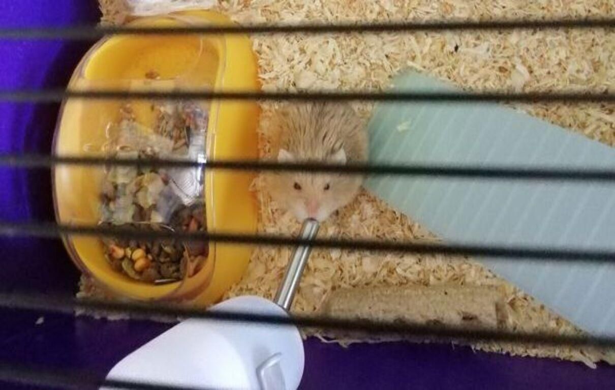 Хомяк в Британии укусил хозяйку за палец и спас ей жизнь Хомяк в Британии укусил хозяйку за палец и спас ей жизнь