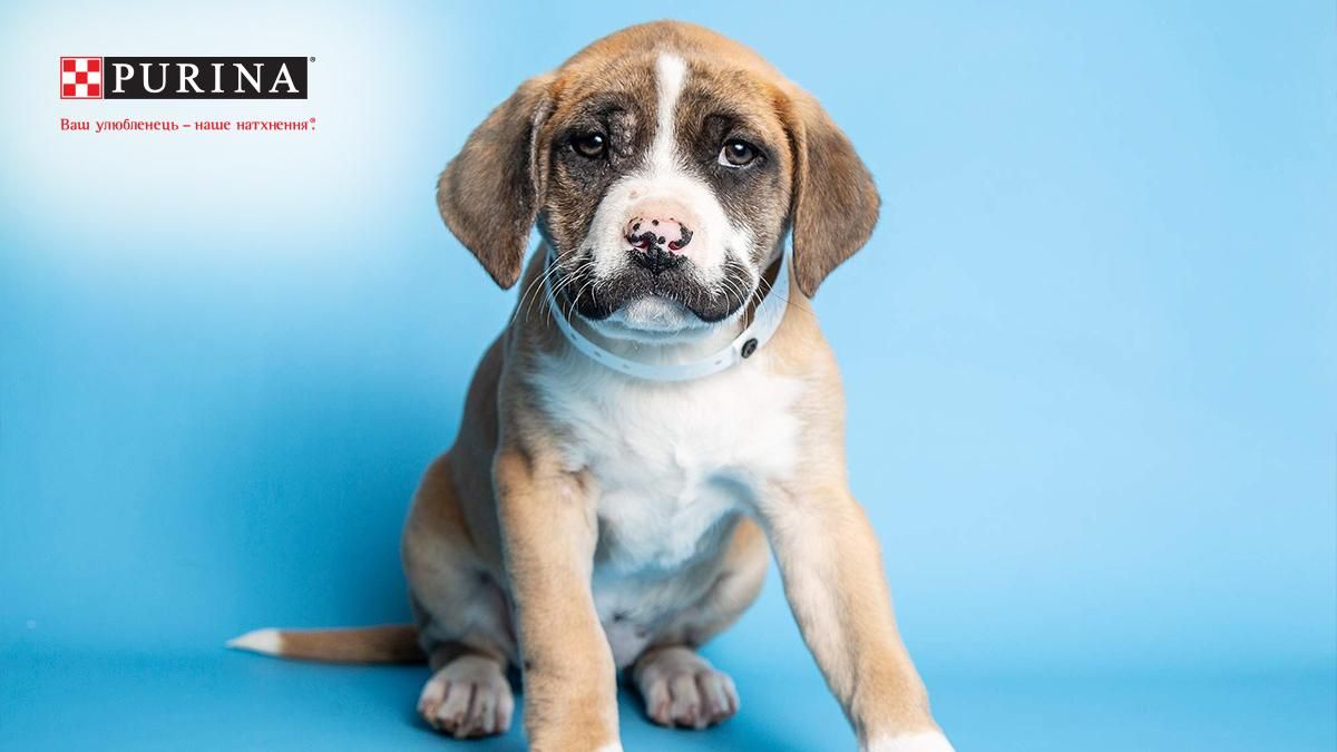 Пышные черные усы: в США спасли щенка с удивительной внешностью Пышные черные усы: в США спасли щенка с удивительной внешностью