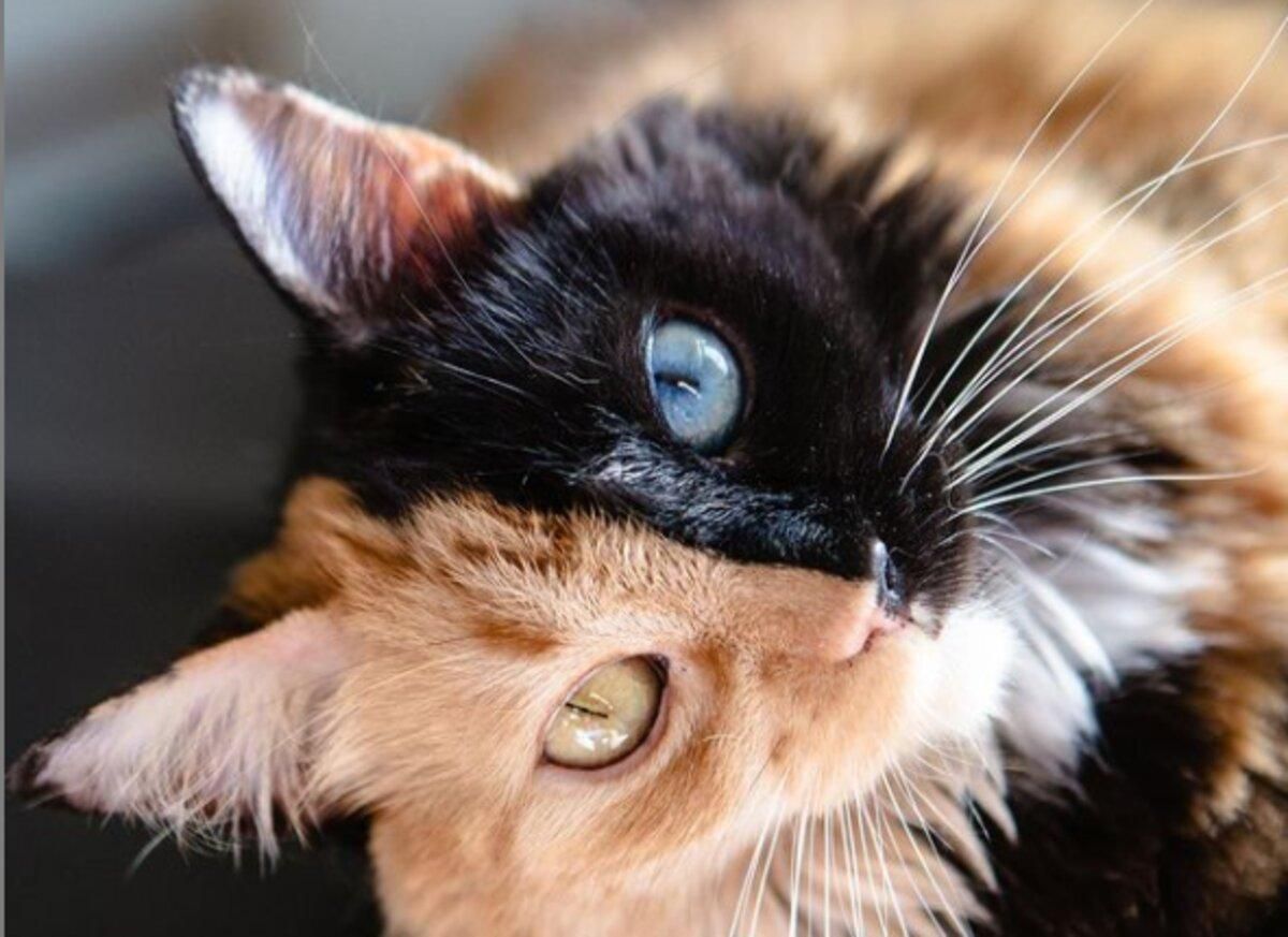 Дві кішки в тілі однієї: як виглядає рідкісна дволика тварина Дві кішки в тілі однієї: як виглядає рідкісна дволика тварина