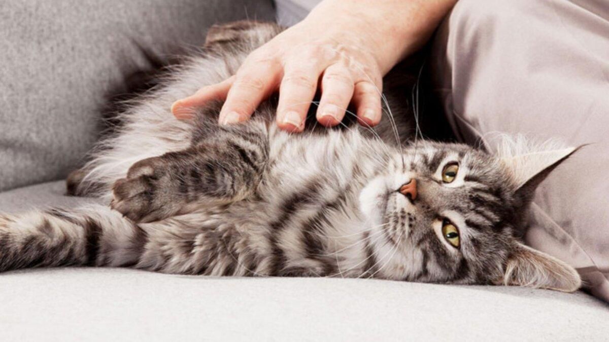 Видимый результат за 3 недели вместе с Purina ONE® Видимый результат за 3 недели вместе с Purina ONE®