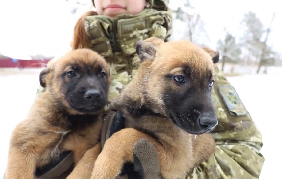 Украинские пограничники показали своих щенков: милые фото