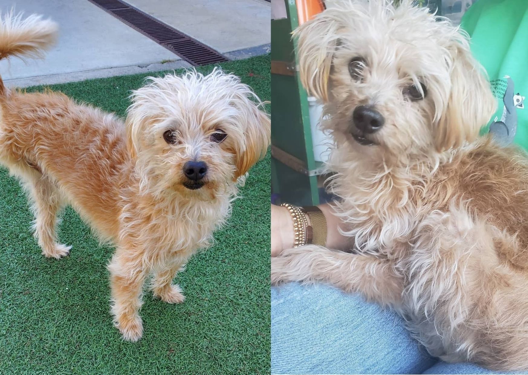 Крістен Белл, актриса, усиновила трилапого собаку: фото Крістен Белл, актриса, усиновила трилапого собаку: фото