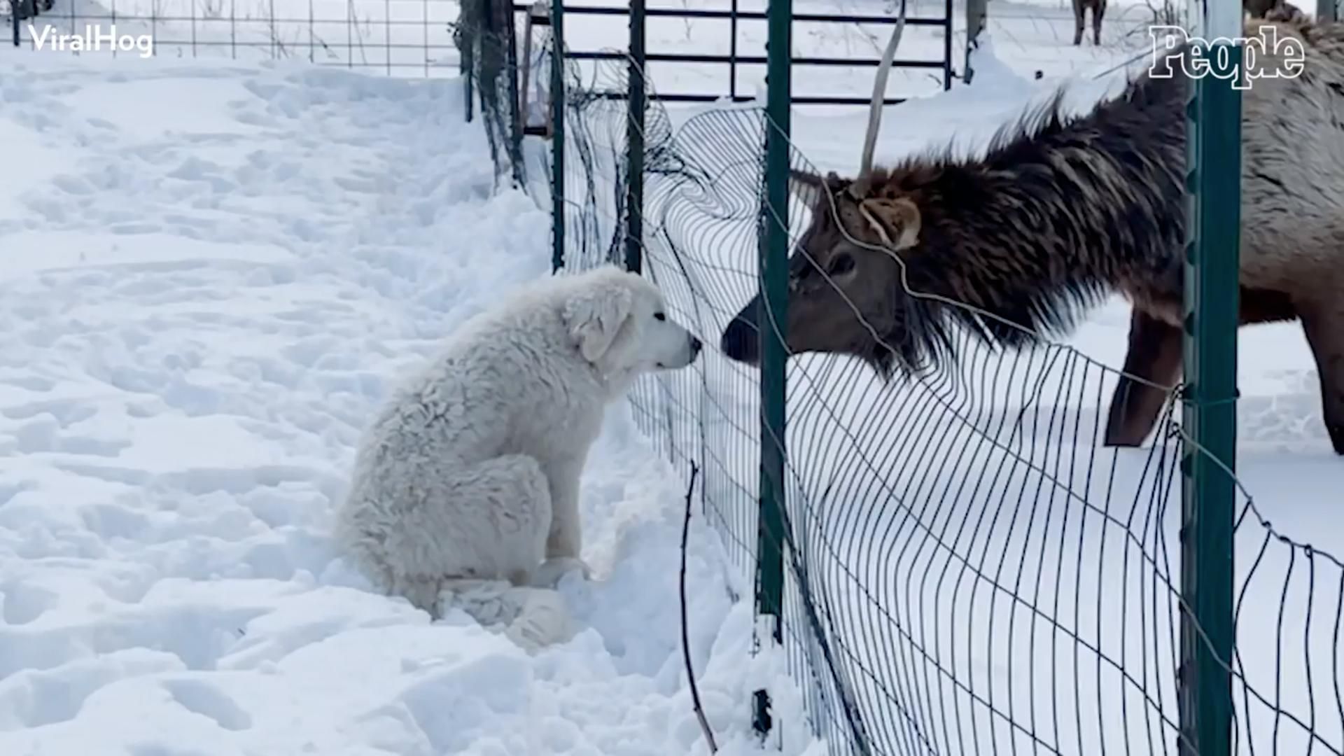Собака і лось: відео, як пес подружився з дикою твариною