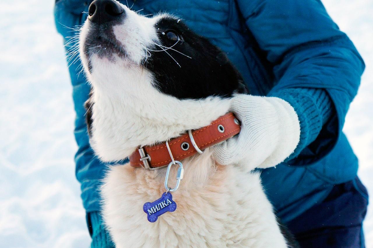 Адресник для собак: зачем нужен, виды адресников Адресник для собак: зачем нужен, виды адресников