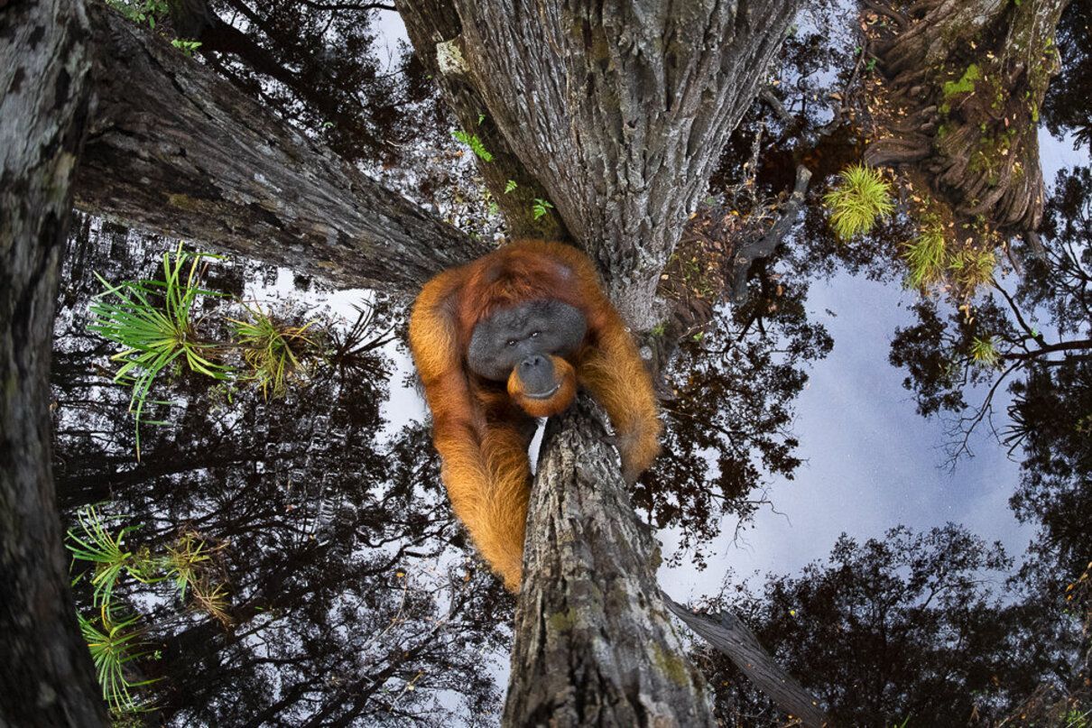 Премия World Nature Photography Awards: лучшие фото животных