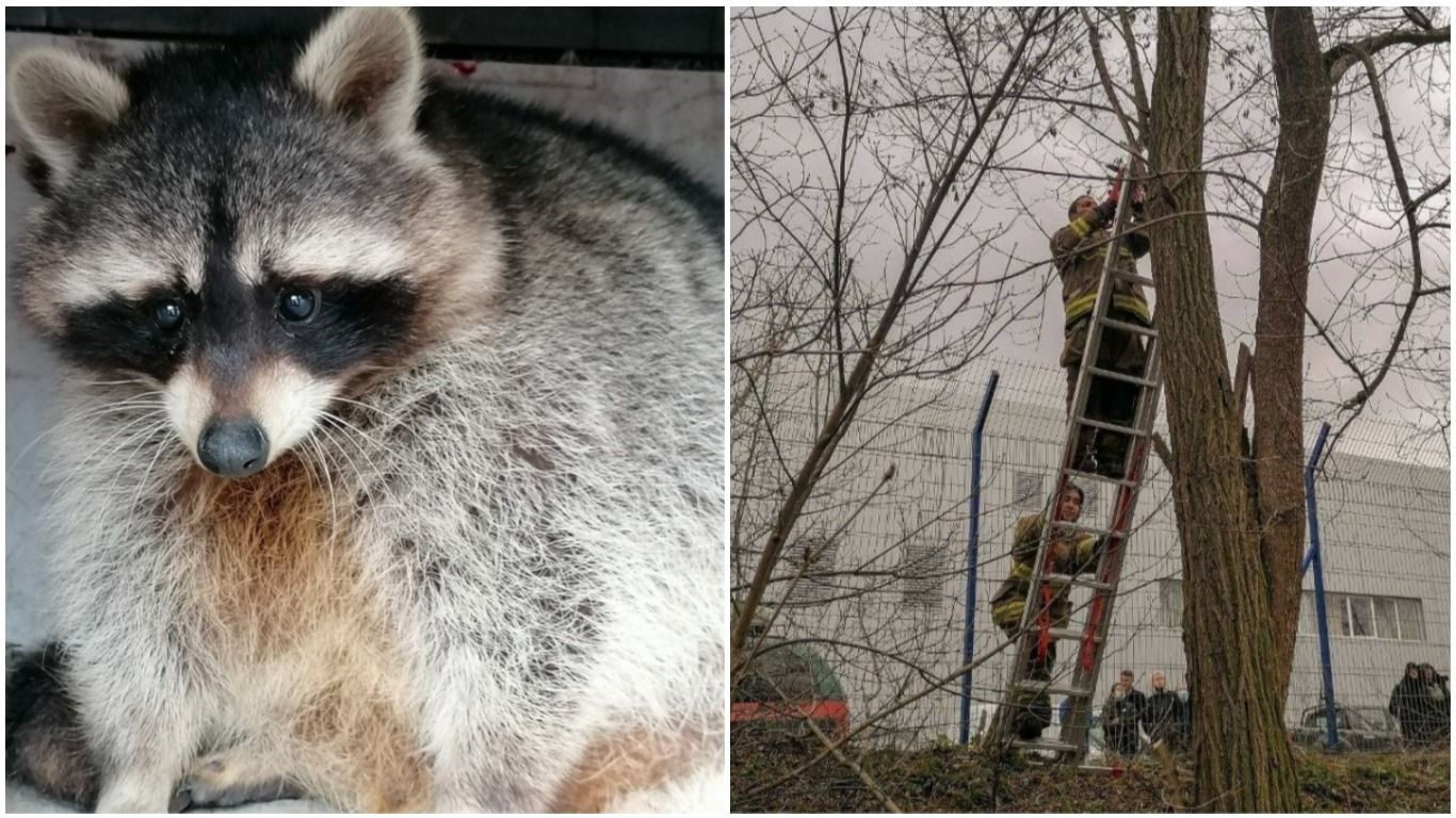 Под Киевом спасли енота Кирюшу, который залез на 12-метровое дерево