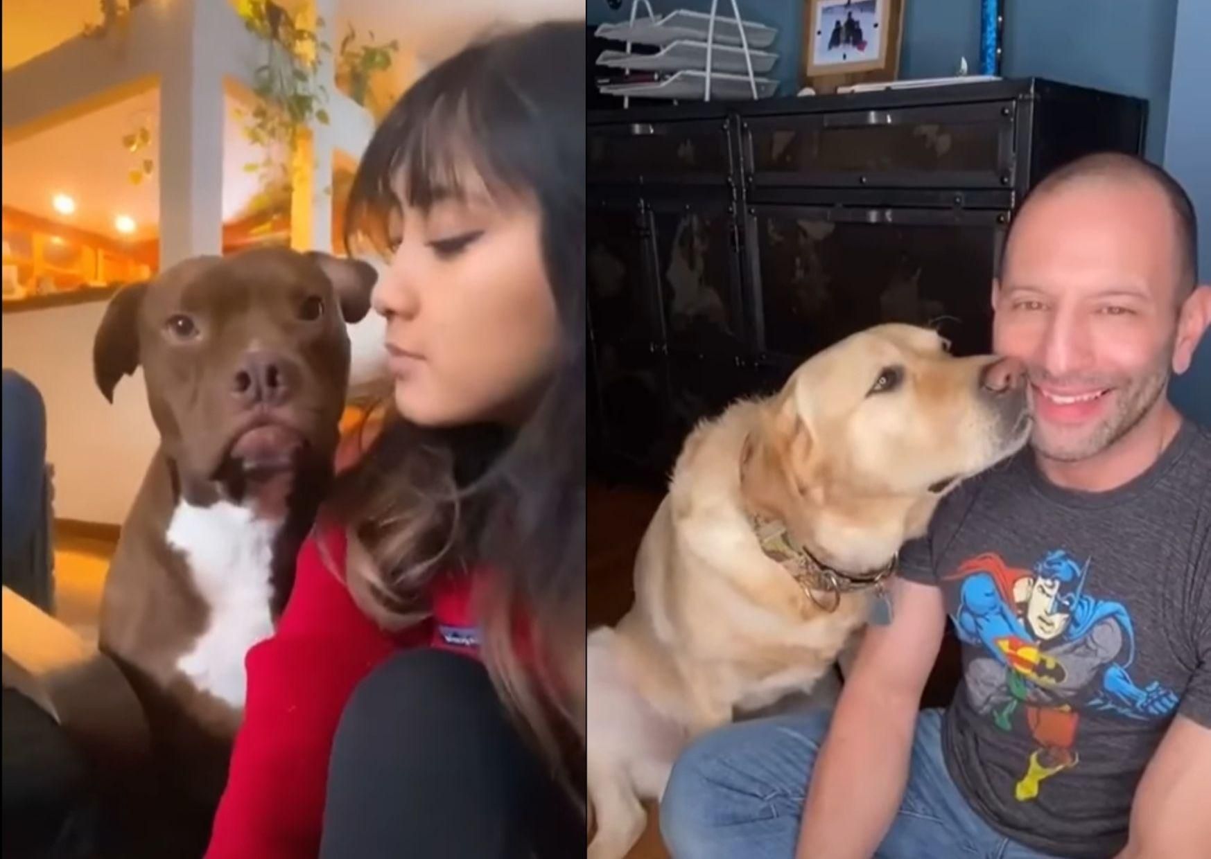 Челлендж в тиктоке: пользователи на камеру целуют своих любимцев Челлендж в тиктоке: пользователи на камеру целуют своих любимцев