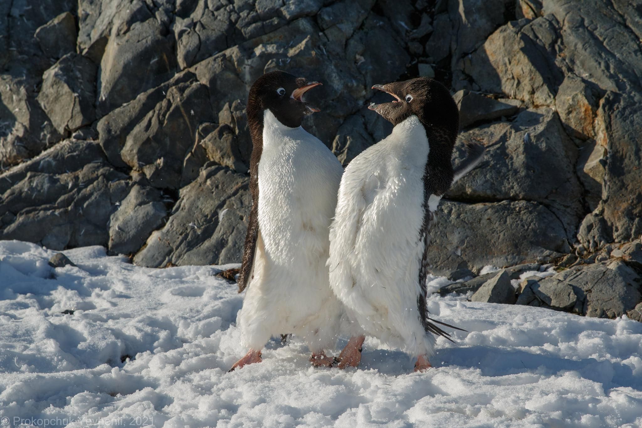 Розборки пінгвінів Аделі в Антарктиді: фото