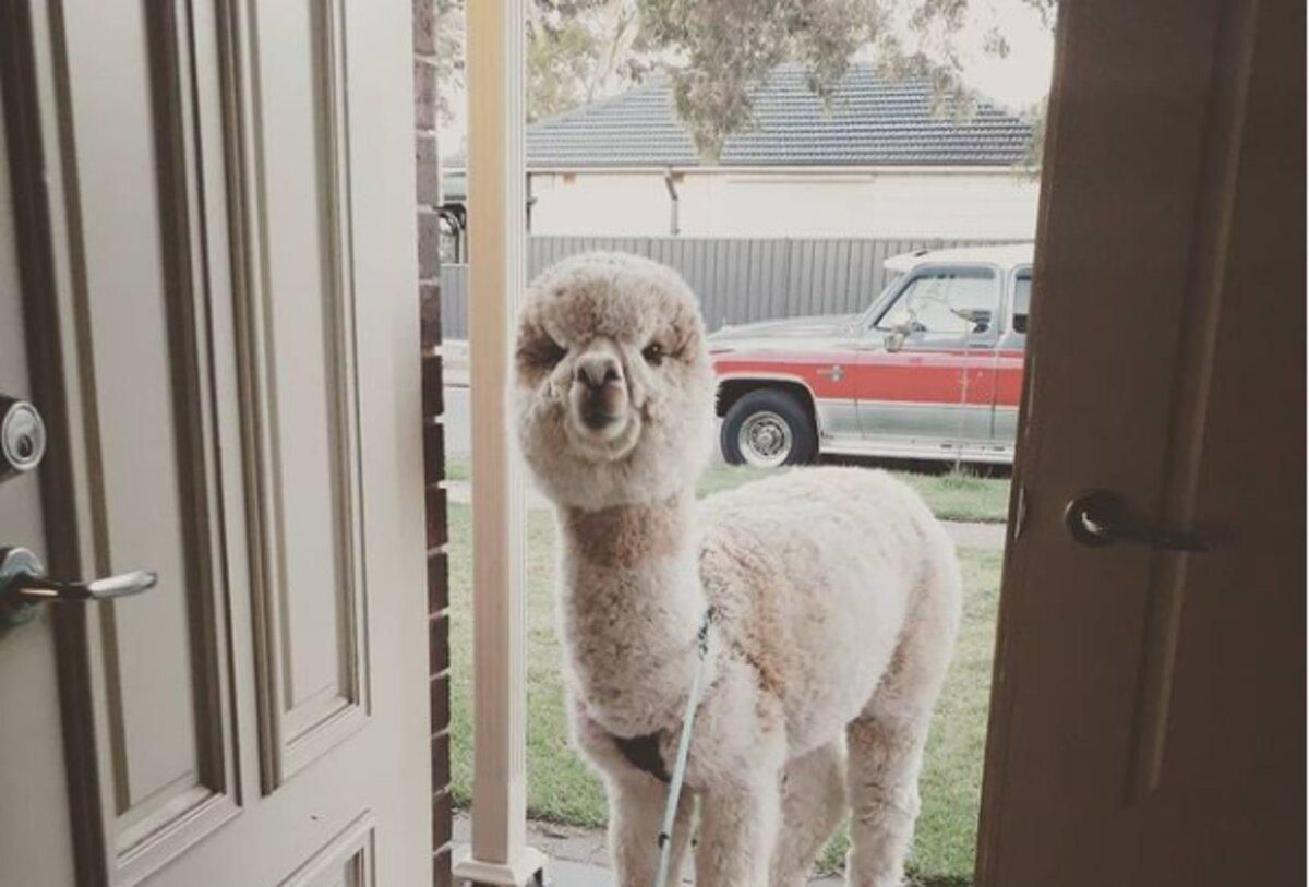 Альпака, у которой полмиллиона подписчиков: как живет питомец Альпака, у которой полмиллиона подписчиков: как живет питомец