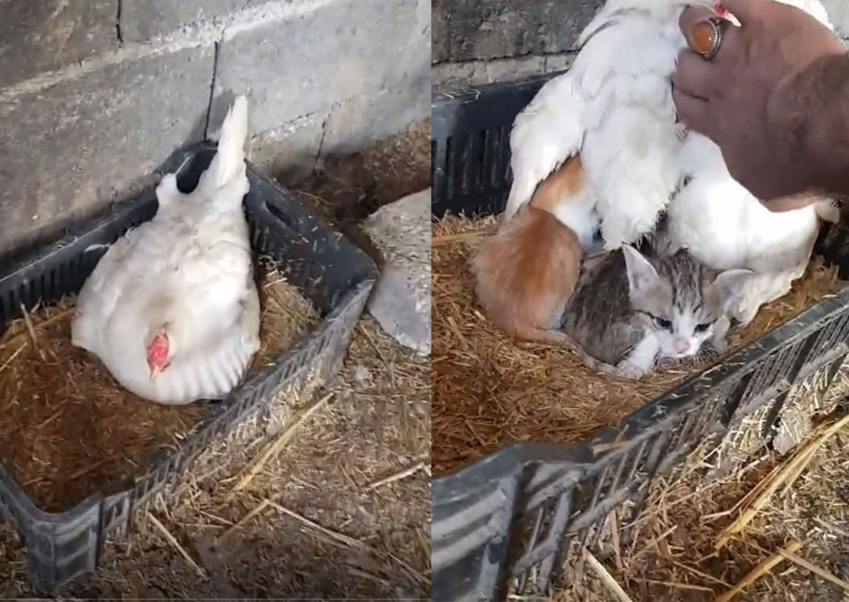 Приемная мама: курица усыновила 3 ​​осиротевших котят