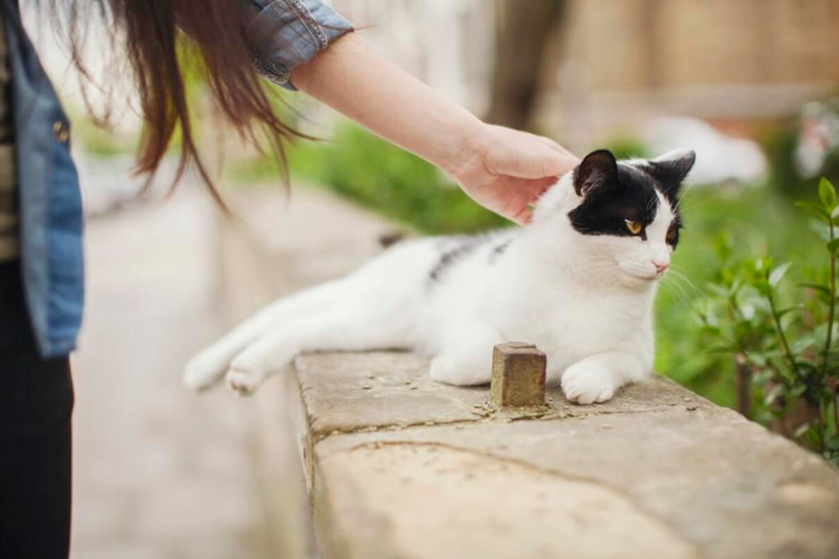 Як і чому коти мурчать Як і чому коти мурчать