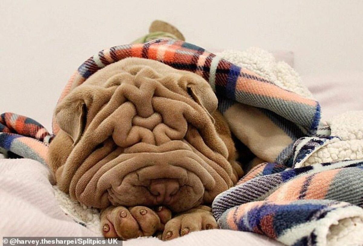 Шарпей Харви: из-за патологии собака стала популярной Шарпей Харви: из-за патологии собака стала популярной