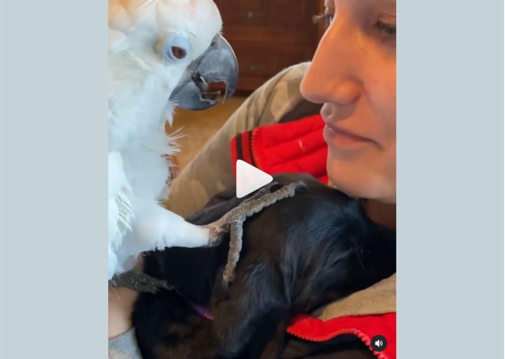 Попугай гладит щенка: трогательное видео
