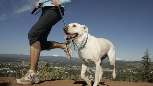Если любите спорт: 7 идеальных пород собак для бегунов
