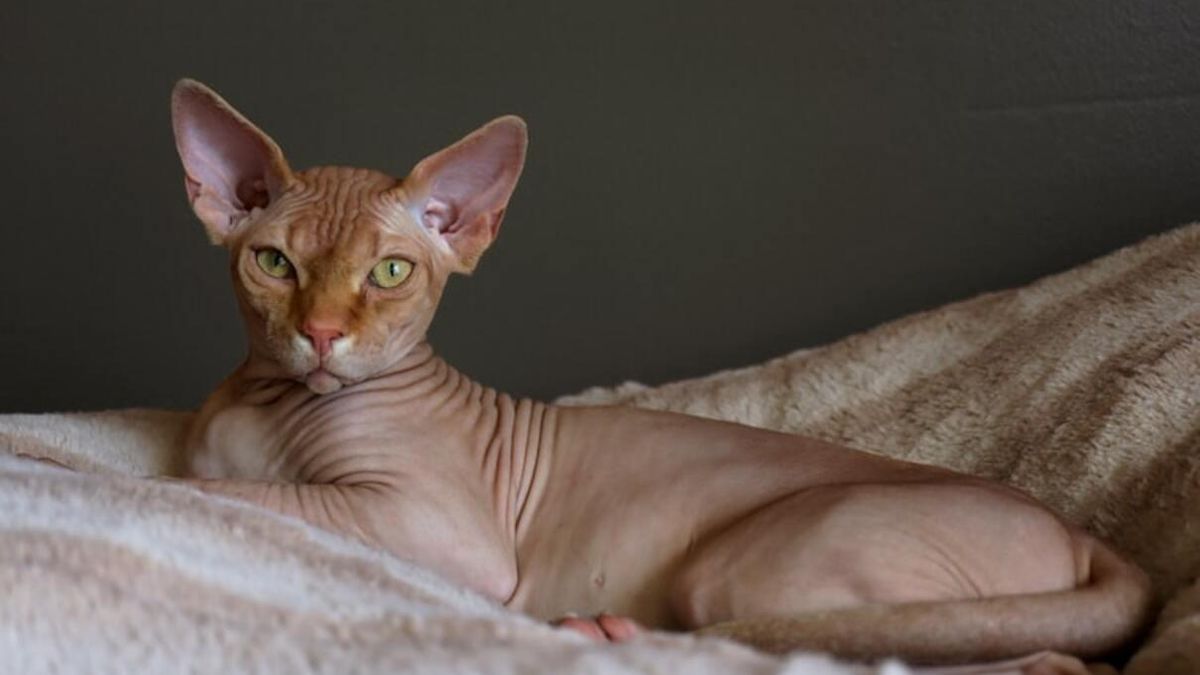 Сфінкс кіт: що відомо про породу, особливості і характер