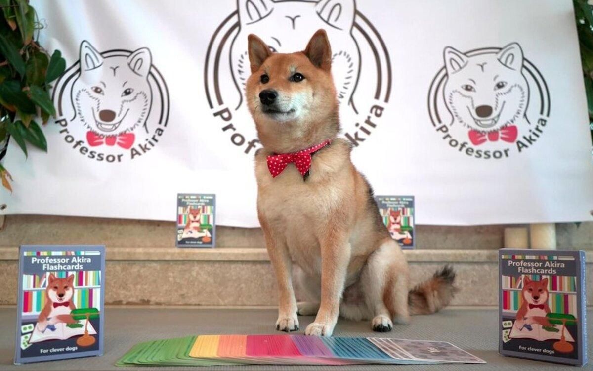 Собака, которая умеет считать: история гениальной шиба-ину Собака, которая умеет считать: история гениальной шиба-ину