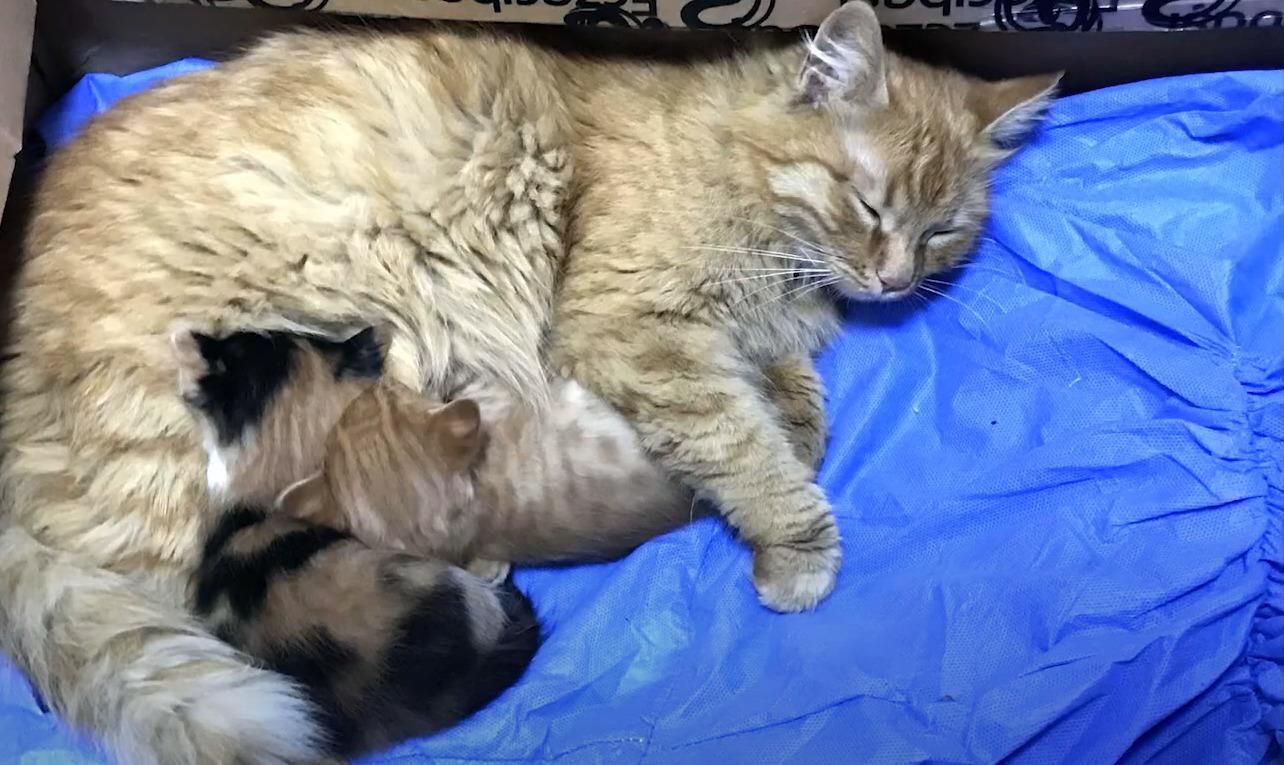 У Туреччині киця принесла лікарям своїх хворих кошенят: відео