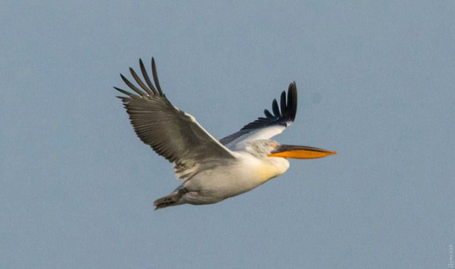 В Одесскую область вернулись редкие пеликаны: фото