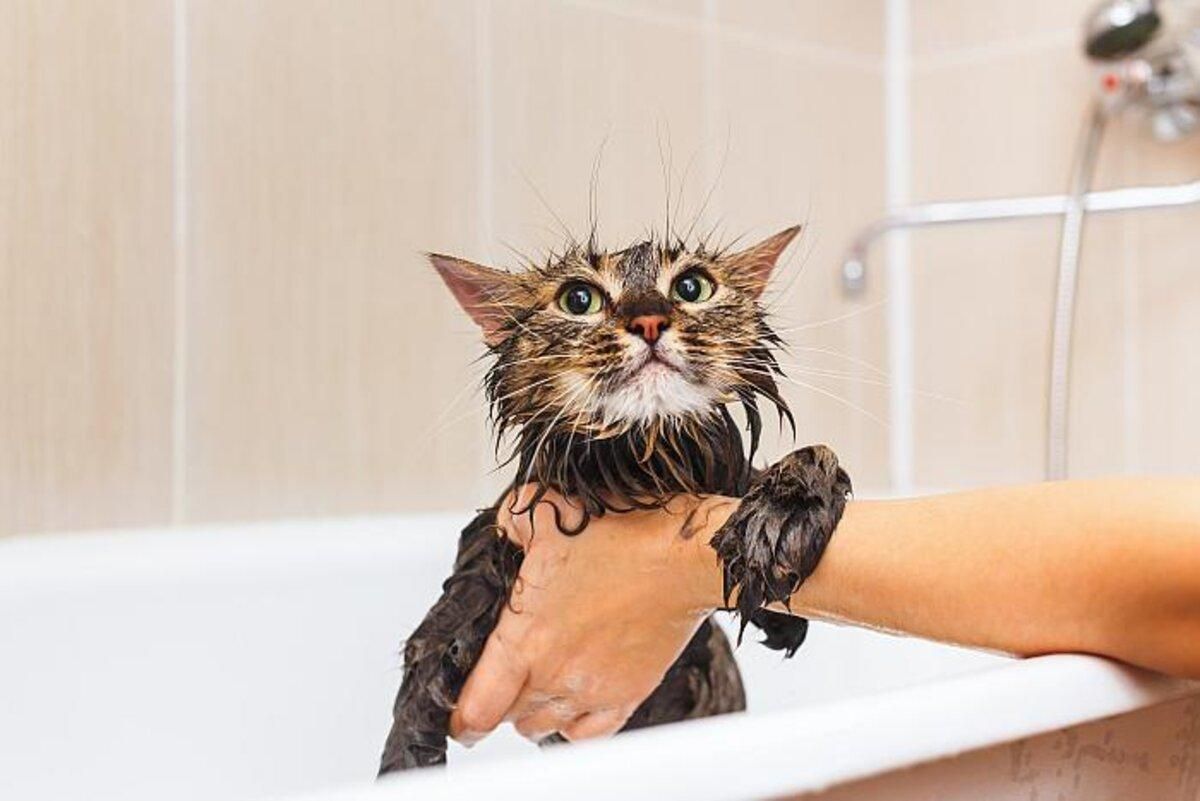 Як помити кота без стресу: прості поради