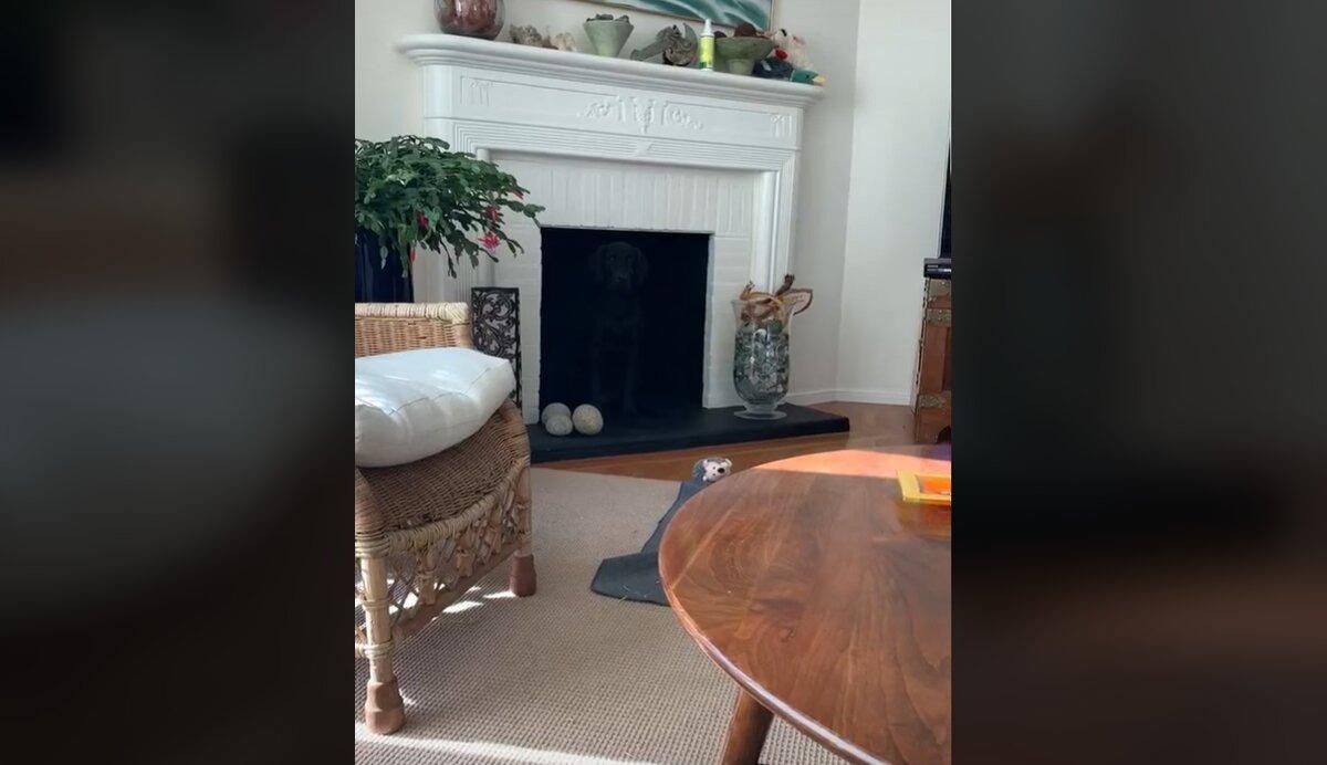 Оптическая иллюзия: женщина потеряла черную собаку в комнате
