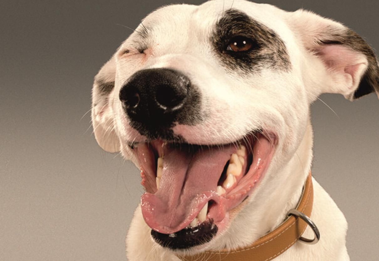 Новинка Dog Chow® с лососем: для взрослых собак, склонных к аллергии Новинка Dog Chow® с лососем: для взрослых собак, склонных к аллергии