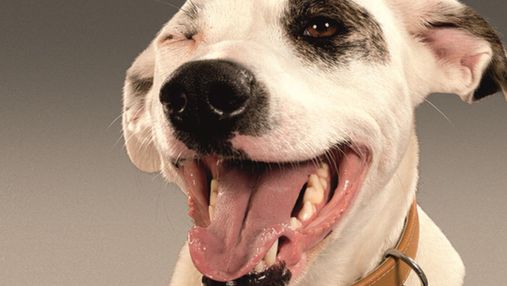 Новинка Dog Chow® с лососем: для взрослых собак, склонных к аллергии