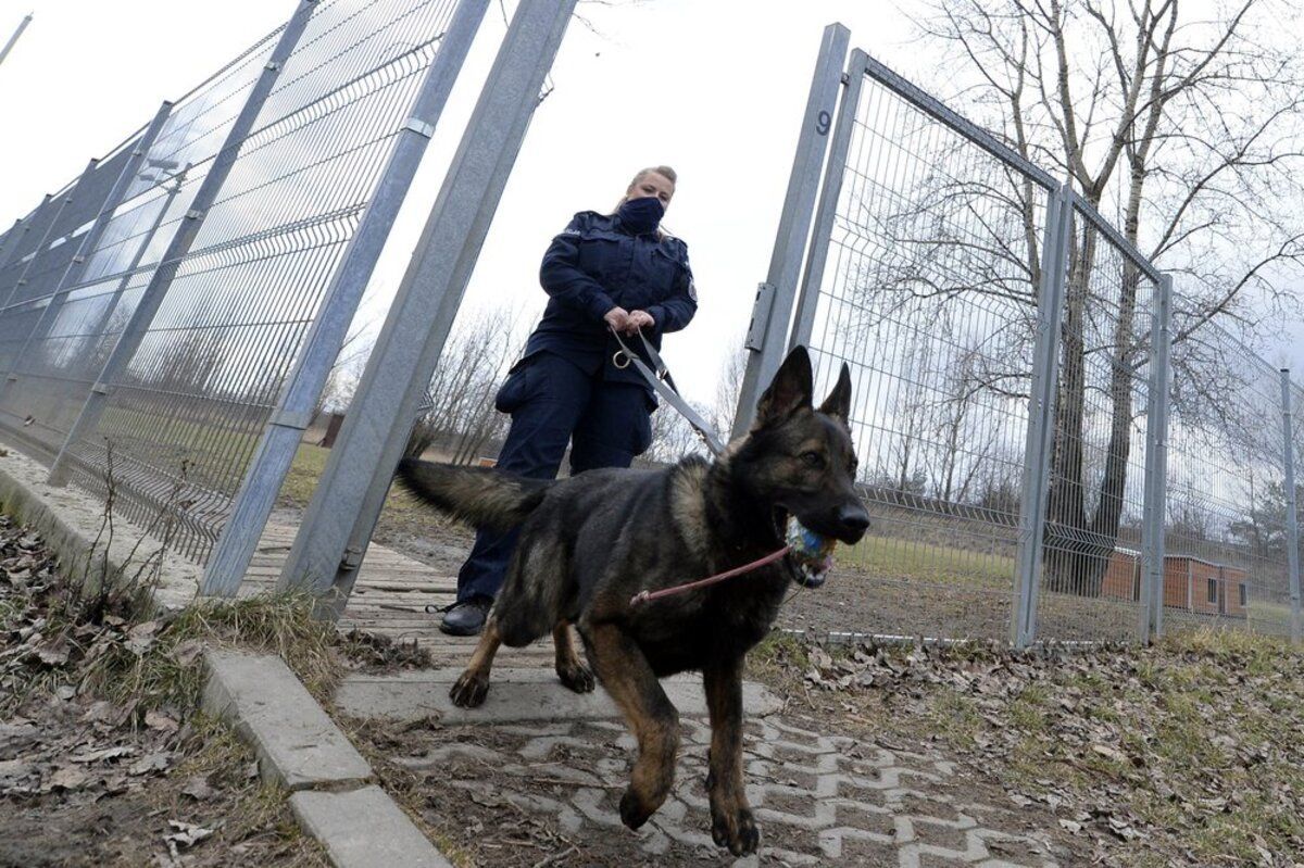 Пенсія для собак у Польщі: яким тваринам її платитимуть і чому