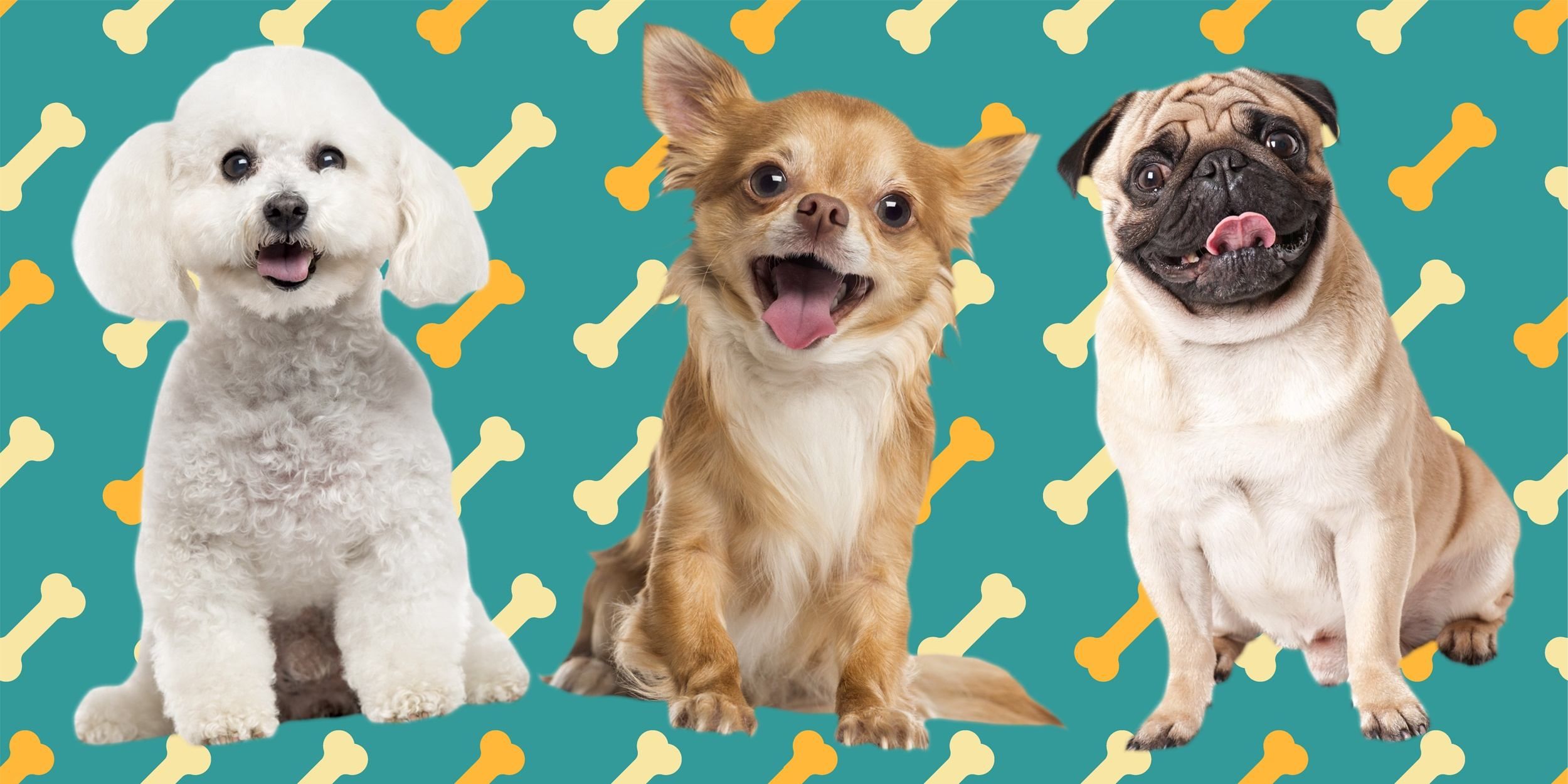 Собаки для квартири і дітей: ТОП 30 порід Собаки для квартири і дітей: ТОП 30 порід