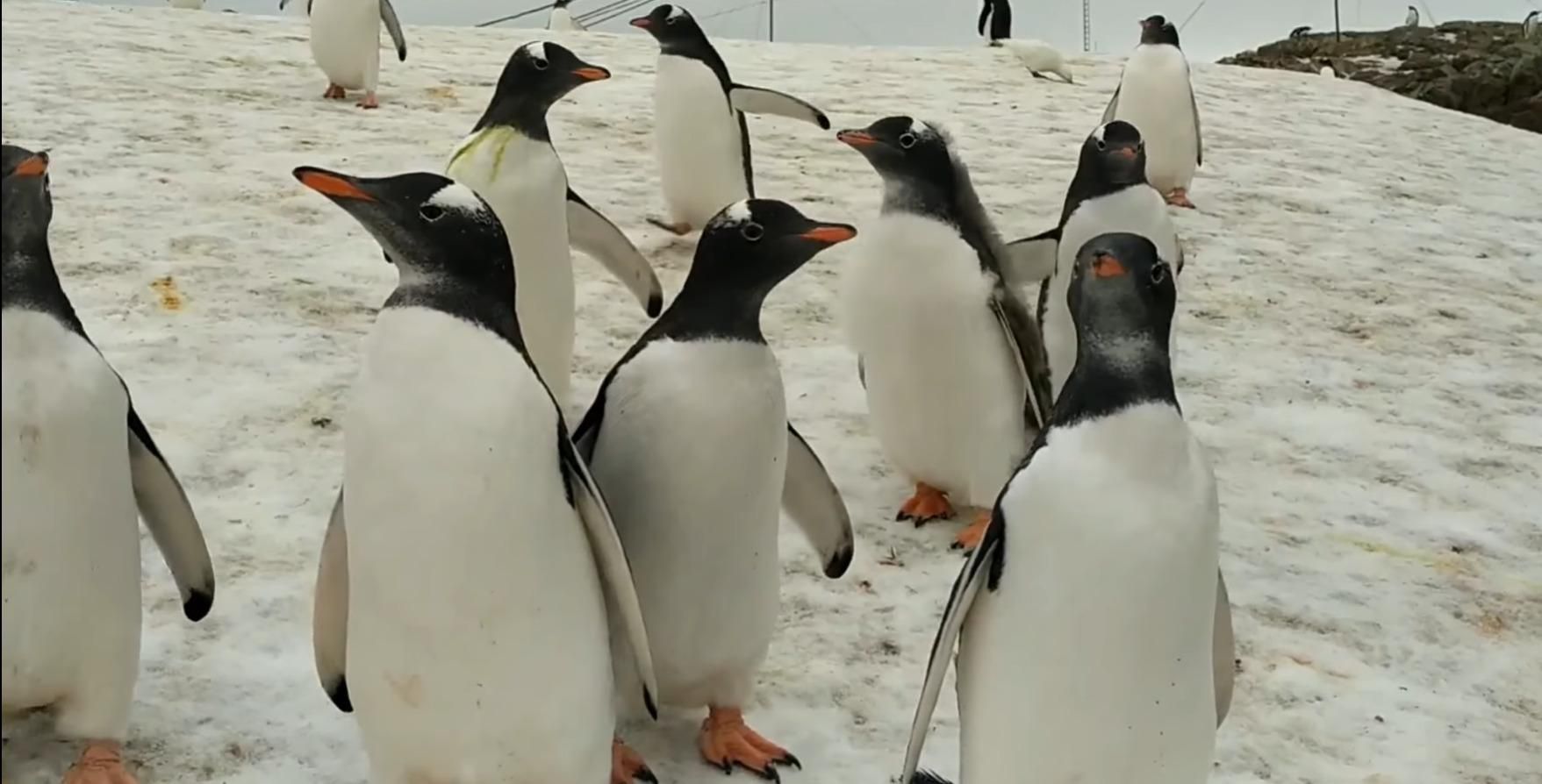Чи можна торкатися пінгвінів і підходити до них впритул