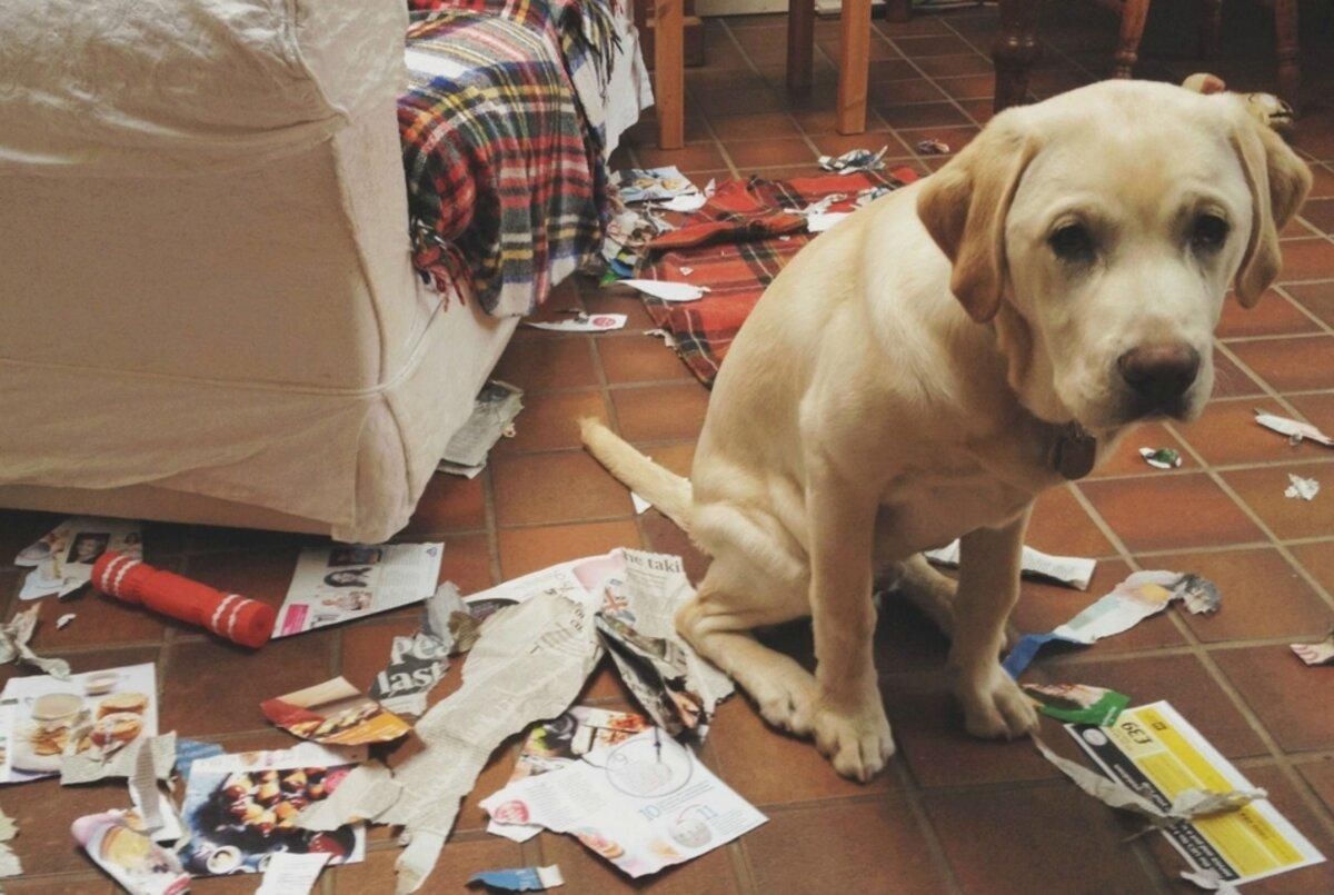 Чи є у домашніх тварин погані звички: що говорить зоопсихолог Чи є у домашніх тварин погані звички: що говорить зоопсихолог