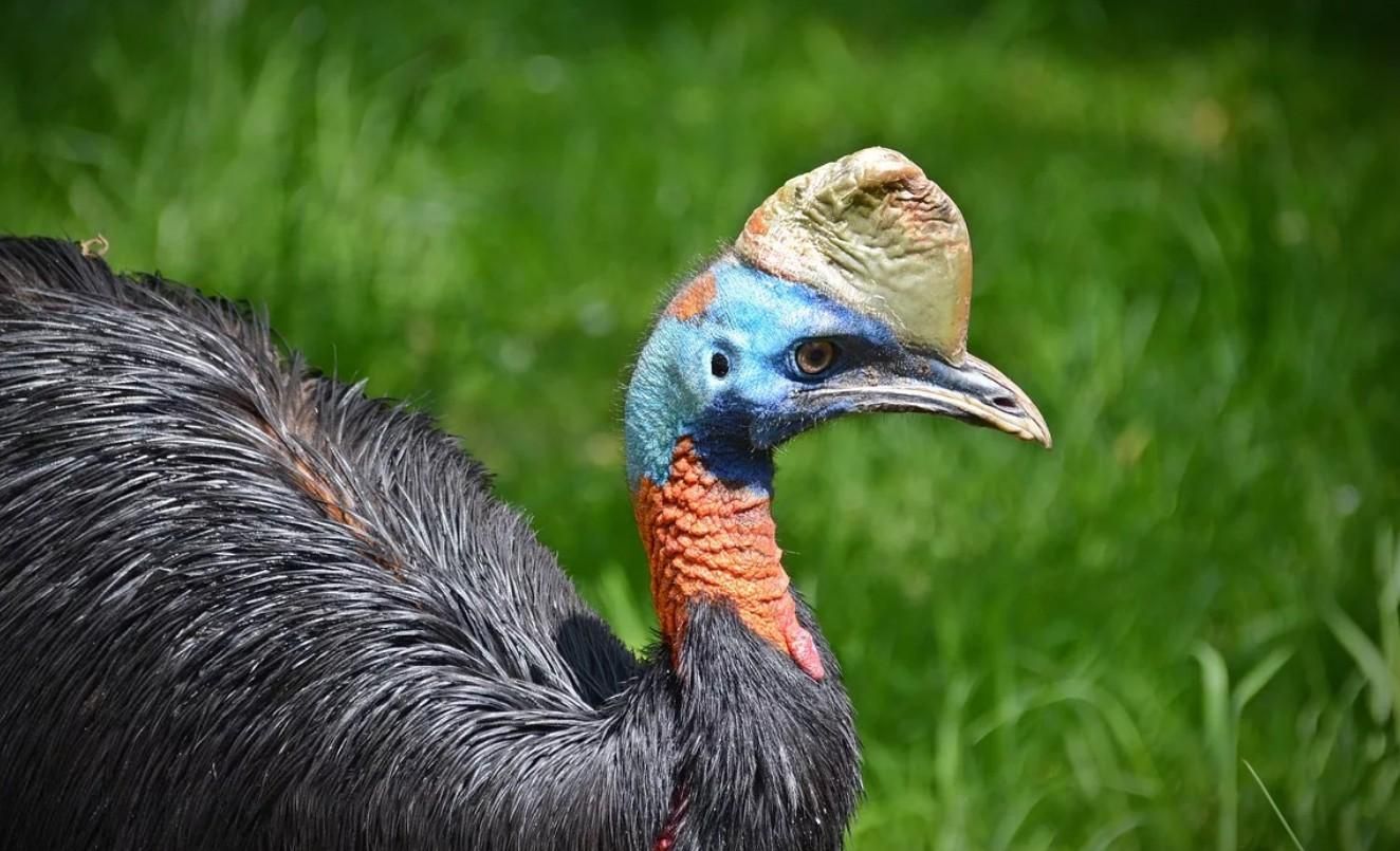 Міжнародний день птахів: ТОП 10 найбільших птахів у світі Міжнародний день птахів: ТОП 10 найбільших птахів у світі