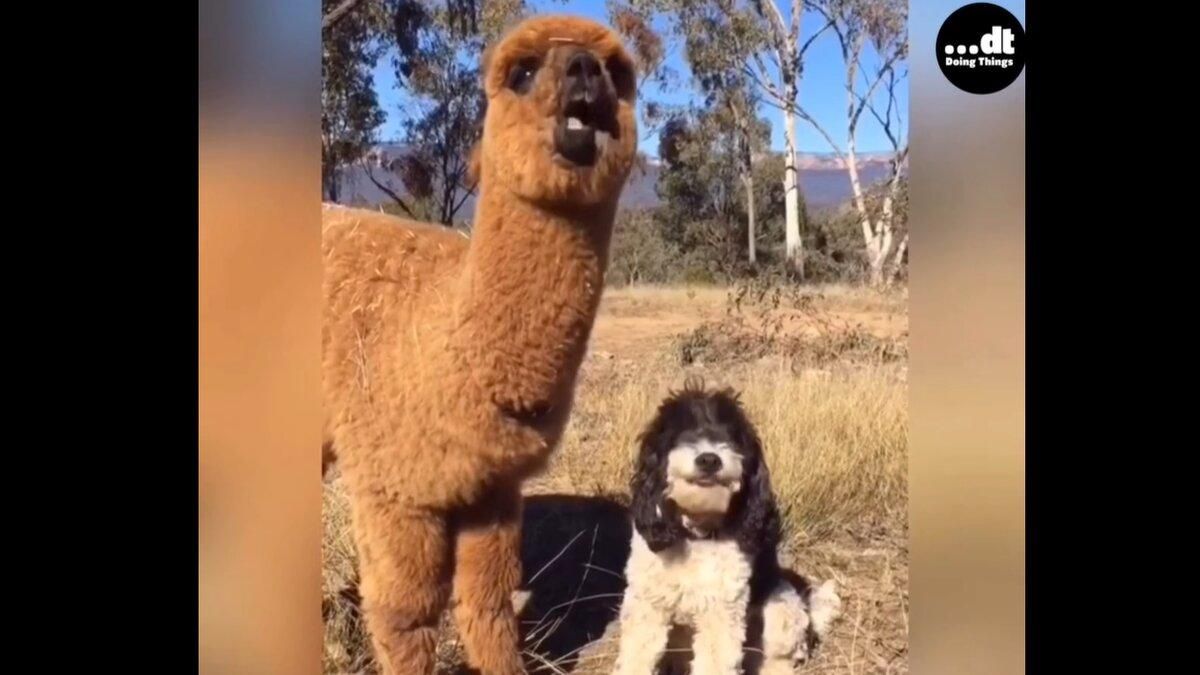 Смешное видео о том, как играют различные виды животных Смешное видео о том, как играют различные виды животных