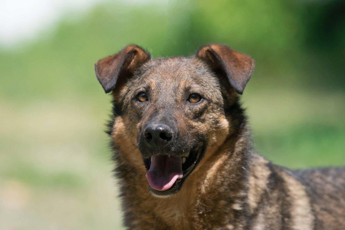 Як допомогти тваринам на вулиці: проста інструкція Як допомогти тваринам на вулиці: проста інструкція