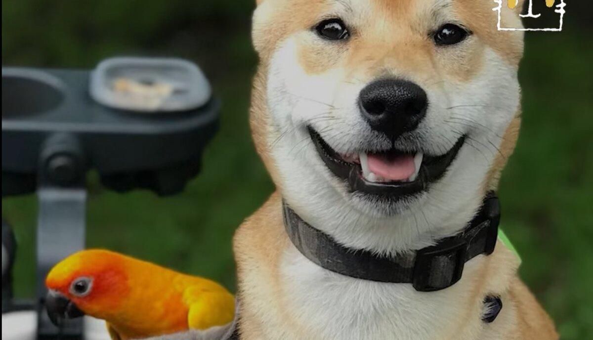 Пес, кот и попугай: как трое лучших друзей ходят гулять вместе Пес, кот и попугай: как трое лучших друзей ходят гулять вместе