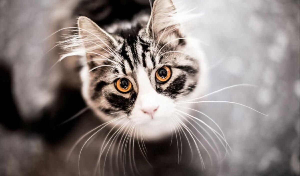 Навіщо кішкам вуса: цікаві факти про улюбленців