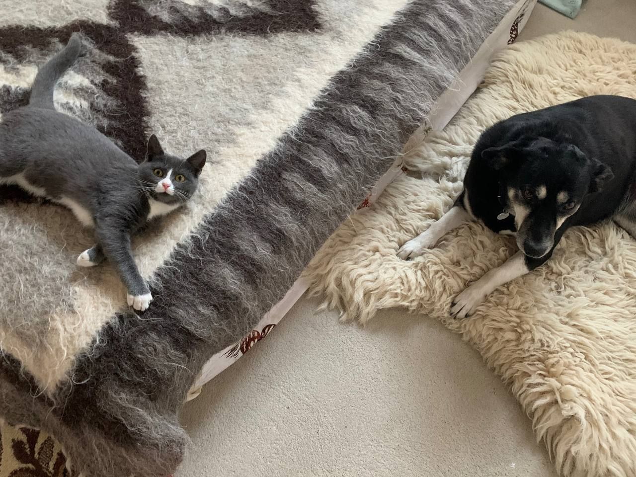 У мене дворняжка: у мережі запустили важливий флешмоб – фото У мене дворняжка: у мережі запустили важливий флешмоб – фото