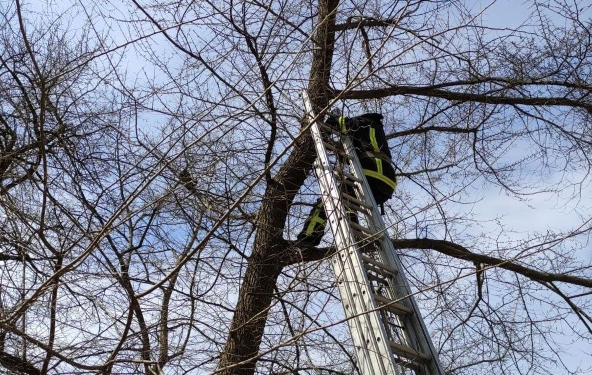 Пожежники у Кропивницькому врятували кота, який застряг на дереві Пожежники у Кропивницькому врятували кота, який застряг на дереві