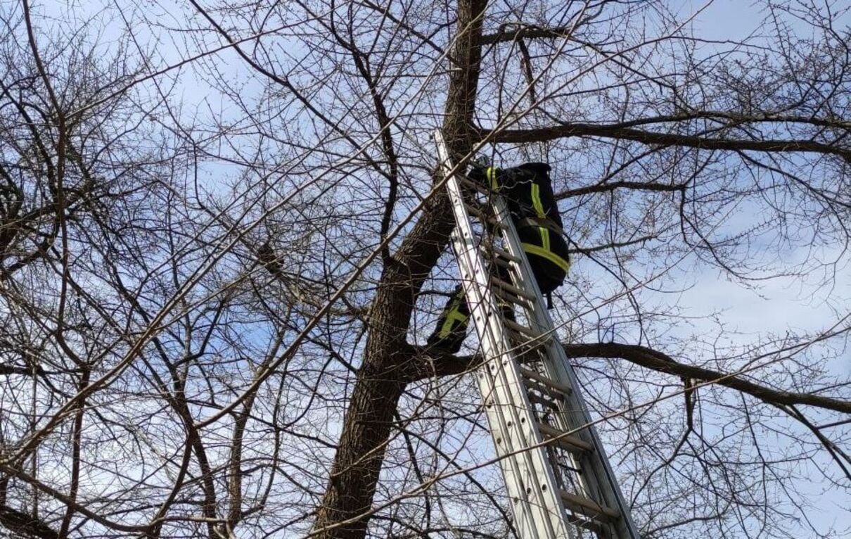 Пожарные в Кропивницком спасли кота, который застрял на дереве