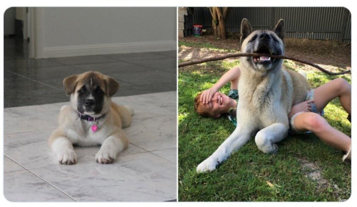 Цуценята, як виросли надто швидко: милі фото Цуценята, як виросли надто швидко: милі фото