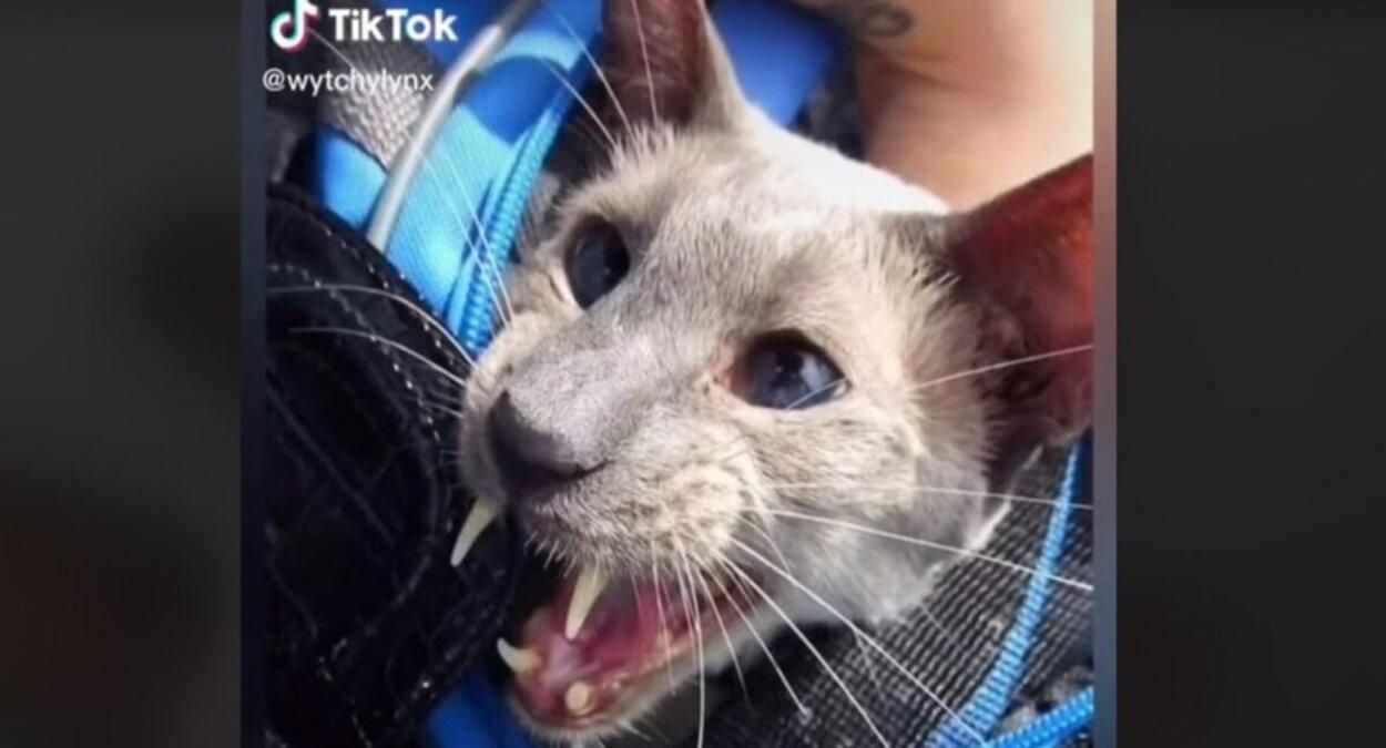 Кот-вампир: генетическая мутация сделала его знаменитым: фото и видео Кот-вампир: генетическая мутация сделала его знаменитым: фото и видео