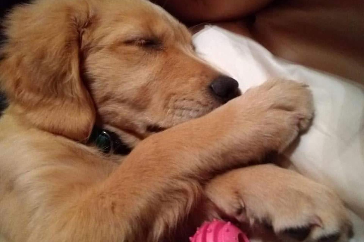 Мама-собака спасла щенка, который 20 часов провел в ловушке: видео Мама-собака спасла щенка, который 20 часов провел в ловушке: видео