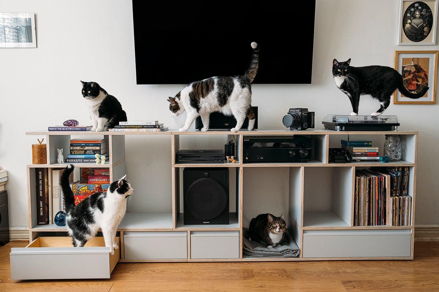 Пэрис Зарцилла и 5 котов: как живет режиссер и его стая