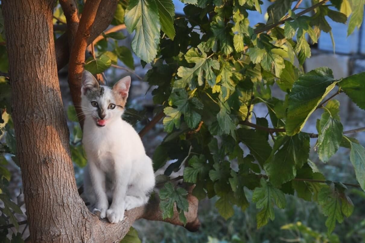 Що робити, якщо кіт застряг на дереві