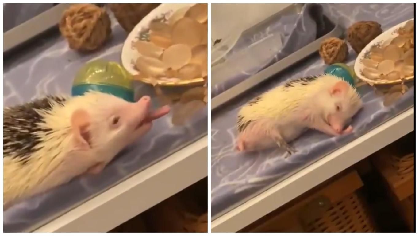 Ленивый и голодный ежик попал на вирусное видео Ленивый и голодный ежик попал на вирусное видео