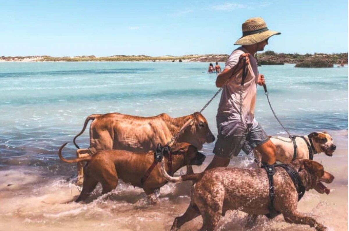 Теленок, который считает себя собакой: милые фото и видео Теленок, который считает себя собакой: милые фото и видео