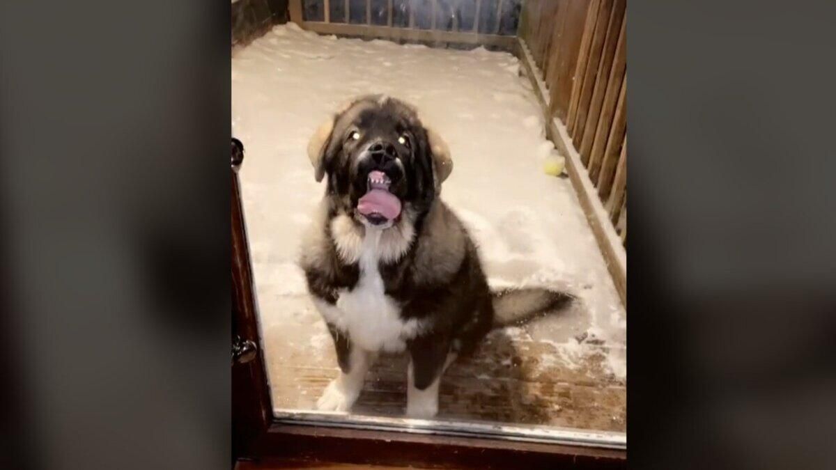Смешной щенок лижет стекло, чтобы попасть в дом: вирусное видео