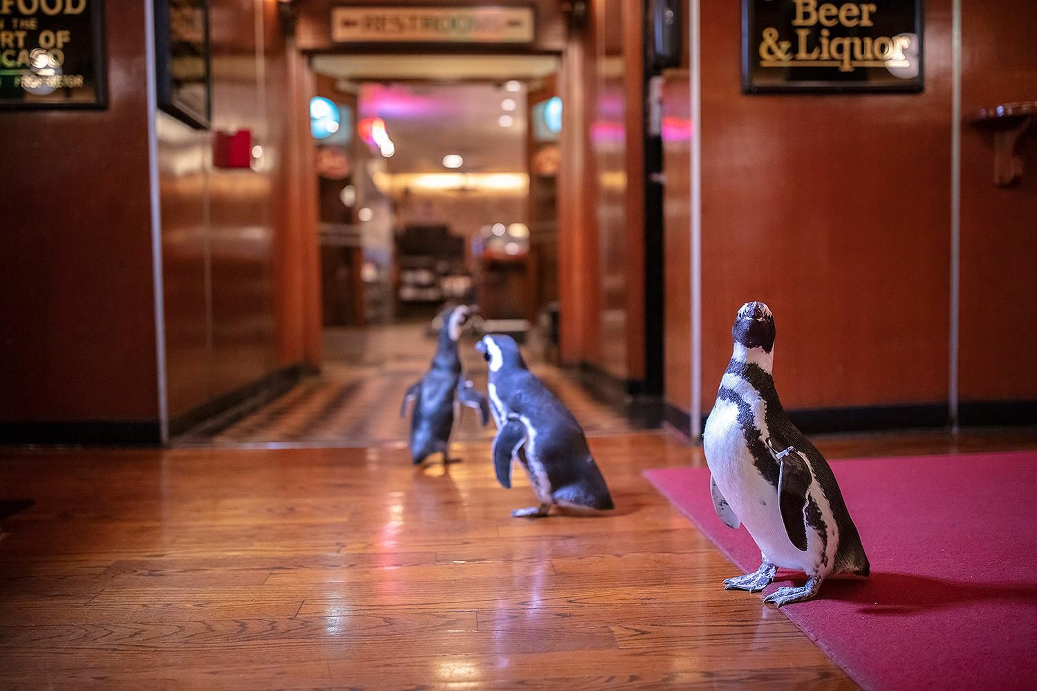 Пингвины в ресторане: необычные фото из Чикаго