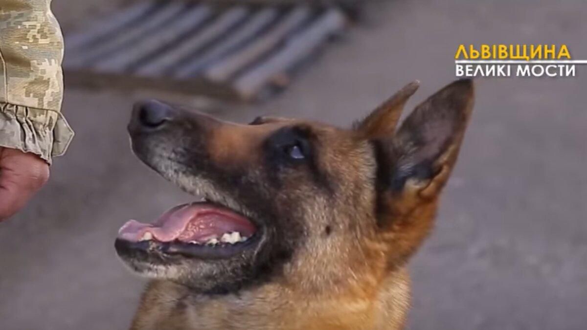 Секрети підготовки собак-прикордонників: відео