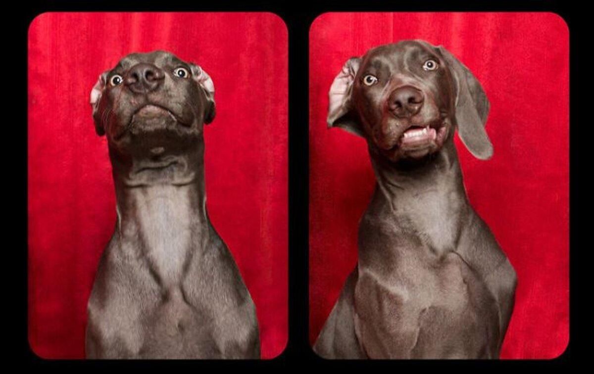 Кумедні фото собак, що піднімуть настрій будь-кому 