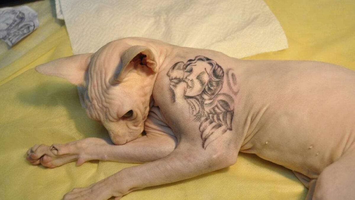 У Бразилії заборонили робити татуювання кішкам та собакам